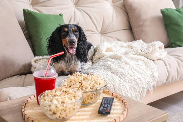 Cute cocker spaniel dog with bowls of popcorn, soda and TV remote lying on sofa in living room