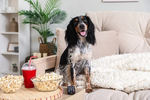 Cute cocker spaniel dog with bowls of popcorn, soda and TV remote sitting on sofa in living room