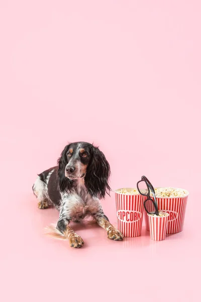 Симпатична Кокер Спанієль Собака Відрами Попкорну Окулярами Кіно Лежить Рожевому — стокове фото