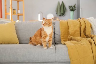 Evdeki gri koltukta oturan tatlı kırmızı kedi.