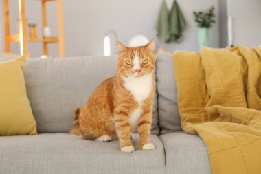 Evdeki gri koltukta oturan tatlı kırmızı kedi.