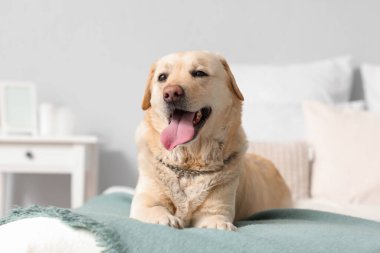Yatak odasında yatan şirin Labrador köpeği.