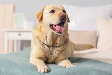 Yatak odasında yatan şirin Labrador köpeği.