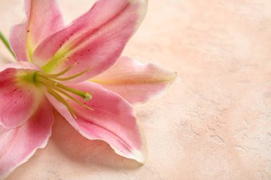 Bej arka planda güzel zambak çiçeği