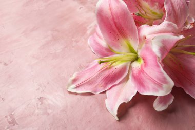 pembe bir arka plan üzerinde güzel zambak çiçekler