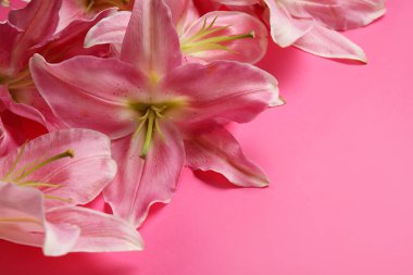 pembe bir arka plan üzerinde güzel zambak çiçekler