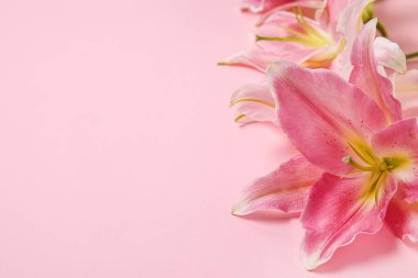 pembe bir arka plan üzerinde güzel zambak çiçekler