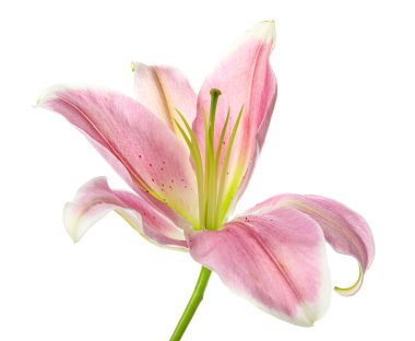 Beyaz arka planda güzel zambak çiçeği