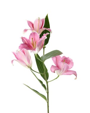 Beyaz arka planda güzel pembe zambak çiçekleri