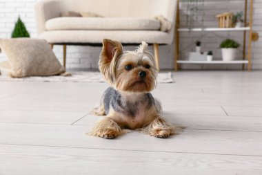 Sevimli küçük Yorkshire teriyer köpeği oturma odasında yerde yatıyor.