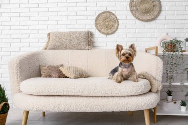Oturma odasındaki kanepede oturan şirin küçük Yorkshire teriyeri köpeği.
