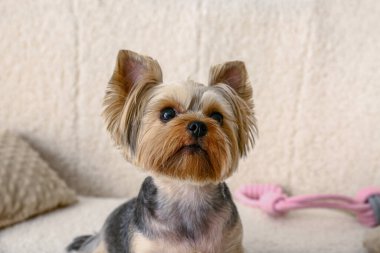 Oturma odasındaki kanepede oturan şirin küçük Yorkshire teriyeri köpeği.