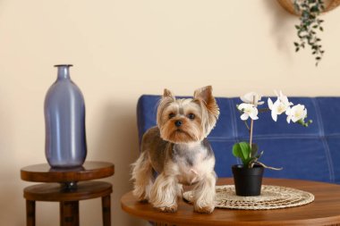 Oturma odasındaki ahşap masada oturan şirin küçük Yorkshire teriyeri köpeği.