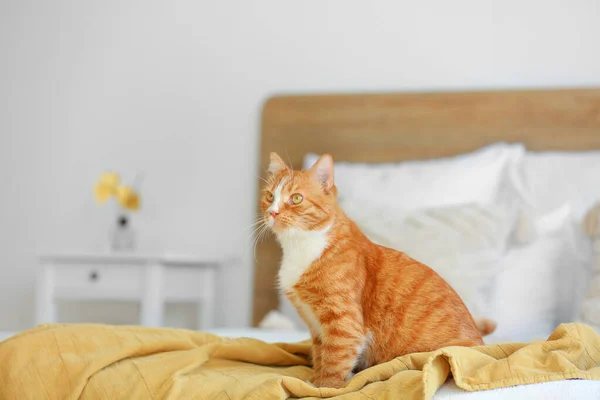 可爱的红猫坐在卧室的毛毯上 — 图库照片