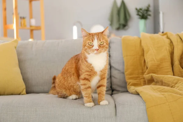 Evdeki Gri Koltukta Oturan Tatlı Kırmızı Kedi — Stok fotoğraf