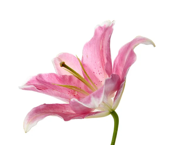 Krásná Lilie Květiny Bílém Pozadí — Stock fotografie