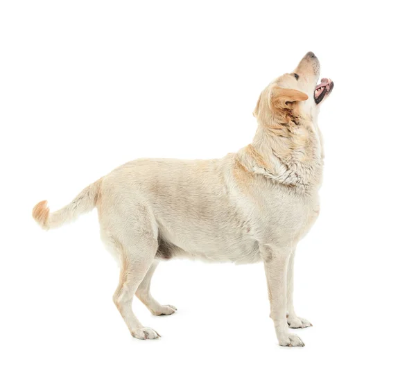 Cute Labrador Pies Izolowany Białym Tle — Zdjęcie stockowe