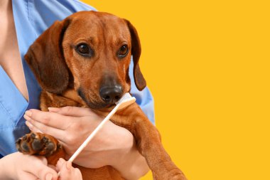 Dachshund köpeğinin dişlerini fırçalayan kadın veteriner, yakın plan.