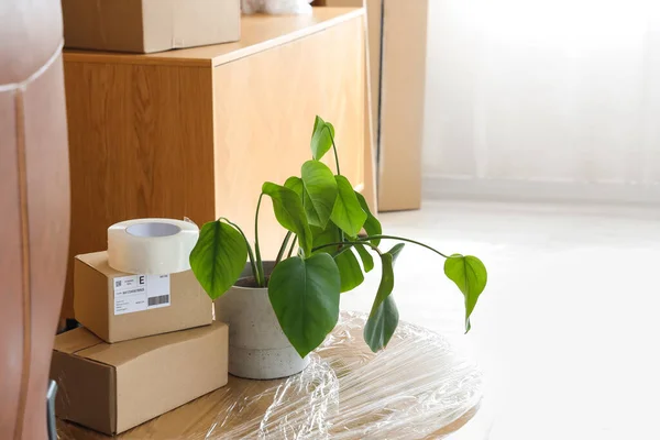 Kartons Klebeband Und Zimmerpflanze Umzugstag Büro — Stockfoto