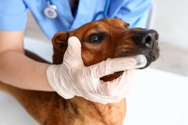 Female veterinarian brushing teeth of dachshund dog in clinic, closeup