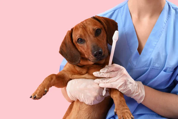 Female Veterinarian Brushing Teeth Dachshund Dog Pink Background Closeup — Stock Photo, Image