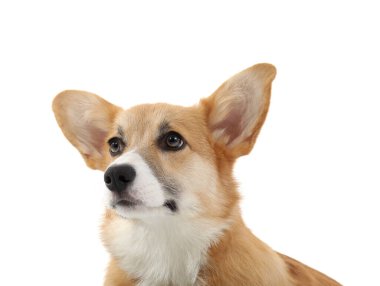 Beyaz arka planda izole edilmiş şirin Corgi köpeği.