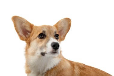 Beyaz arka planda izole edilmiş şirin Corgi köpeği.
