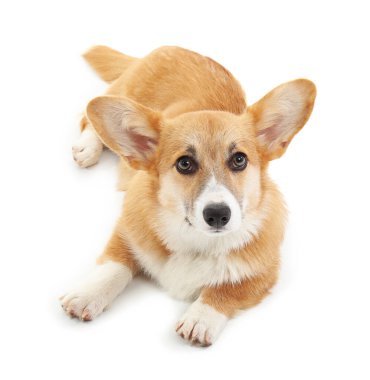 Beyaz arka planda izole edilmiş şirin Corgi köpeği.