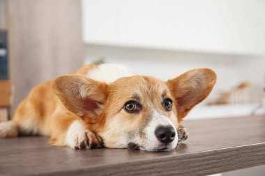 Şirin Corgi köpeği mutfaktaki ahşap masada yatıyor.