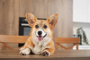 Şirin Corgi köpeği mutfaktaki ahşap masada yatıyor.