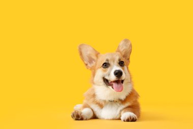 Turuncu arka planda yatan şirin Corgi köpeği.