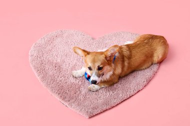 Renkli yaylı şirin Corgi köpeği pembe arka planda kalp şeklinde bir halıya uzanıyor.