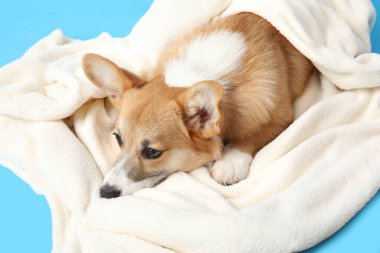 Şirin Corgi köpeği pembe arka planda yumuşak bir battaniyeye uzanıyor.