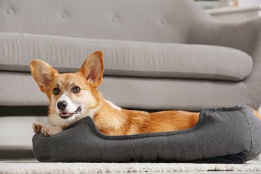 Şirin Corgi köpeği gri kanepenin yanındaki evcil hayvan yatağında yatıyor.