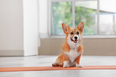 Tatlı Corgi köpeği yoga minderinde oturuyor.