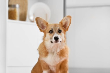 Şirin Corgi köpeği mutfakta yerde oturuyor.