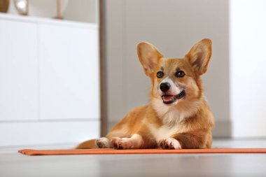 Tatlı Corgi köpeği mutfakta yoga minderinde yatıyor.