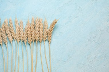 mavi arka plan buğday kulaklara