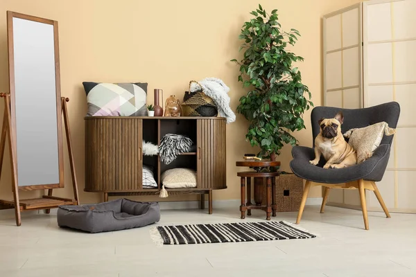 Cute French bulldog in armchair at home