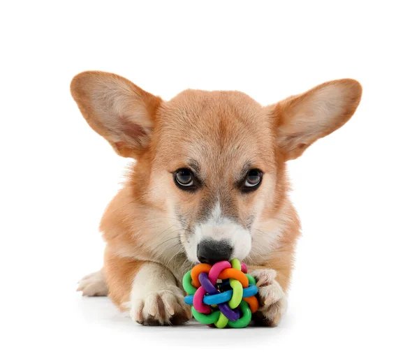 Милий Собака Коргі Грає Іграшкою Ізольовано Білому Тлі — стокове фото