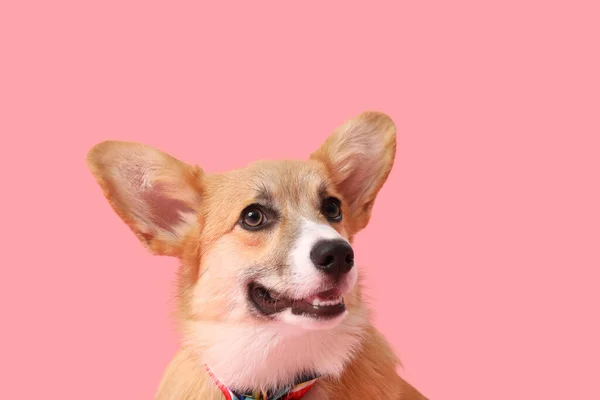ピンクの背景にカラフルな弓を持つかわいいコルジ犬 — ストック写真