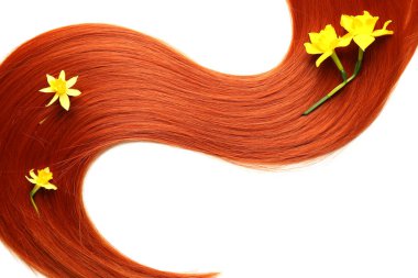 Beyaz arka planda güzel narsisli kızıl saç teli, yakın plan.