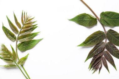 beyaz zemin üzerine yeşil yaprakları ile dal