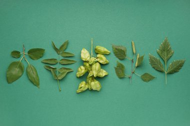 Renk arkaplanında yeşil yapraklı farklı dallar