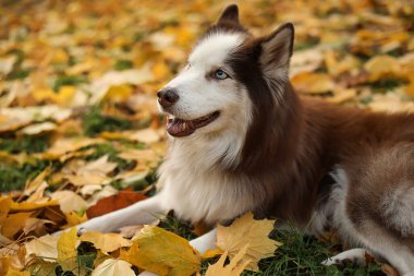 Sonbahar parkında düşen yaprakların üzerine uzanmış şirin Husky köpeği.