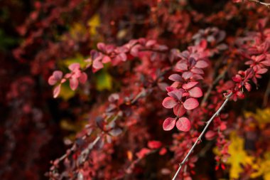 Kırmızı yapraklı dallar dikin, yakın plan.