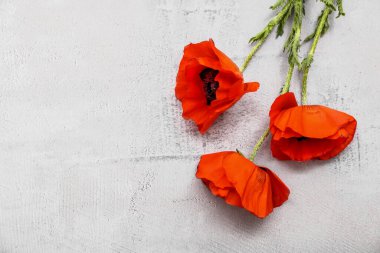 Beyaz arka planda güzel gelincik çiçekleri