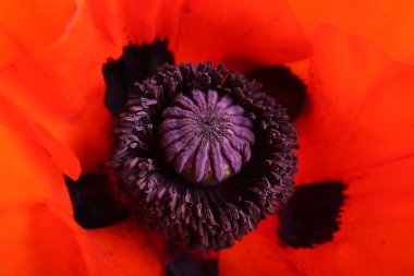 Güzel gelincik çiçeğinin dokusu, yakın plan.