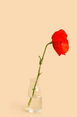 Bej arka planda güzel gelincik çiçekli cam vazo.