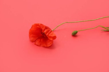 Kırmızı arka planda güzel haşhaş çiçeği. Anma Günü